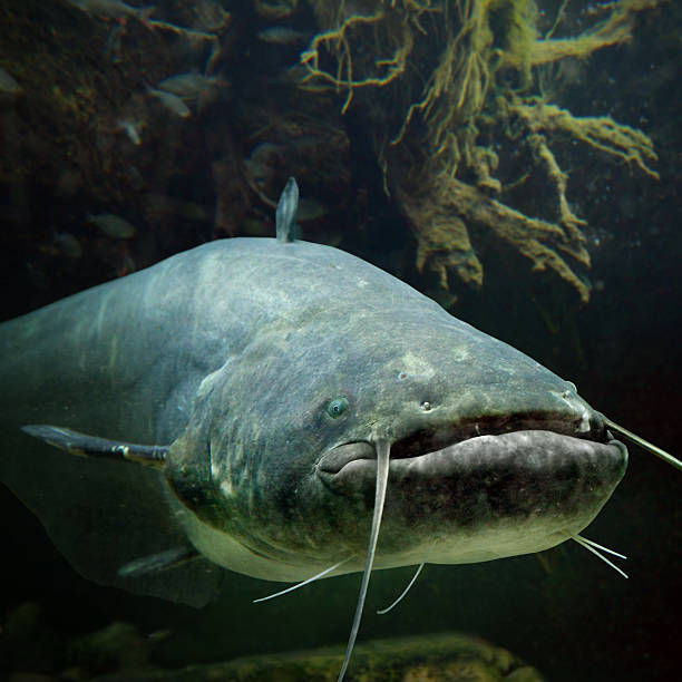 catfish Blank Meme Template