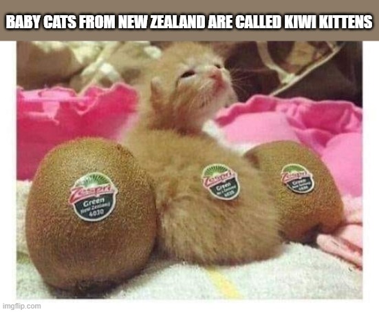 Baby cats from New Zealand are called Kiwi Kittens.   - funny - | BABY CATS FROM NEW ZEALAND ARE CALLED KIWI KITTENS | image tagged in cats,funny,kittens,humor,new zealand,kiwi | made w/ Imgflip meme maker