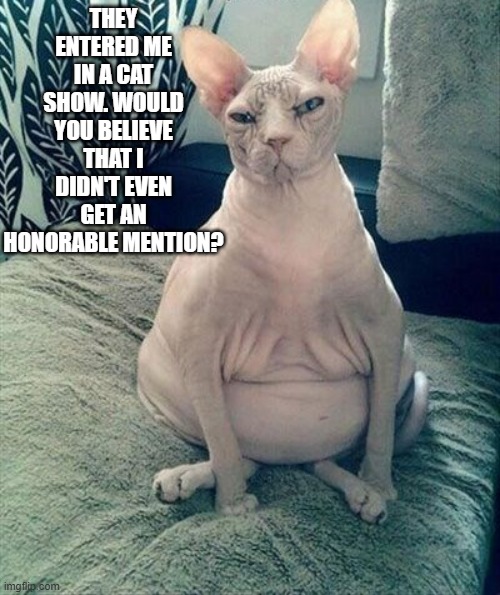 Cat was entered in a cat show and won nothing.  - funny - | THEY ENTERED ME IN A CAT SHOW. WOULD YOU BELIEVE THAT I DIDN'T EVEN GET AN HONORABLE MENTION? | image tagged in cats,funny,kittens,humor,ugly | made w/ Imgflip meme maker