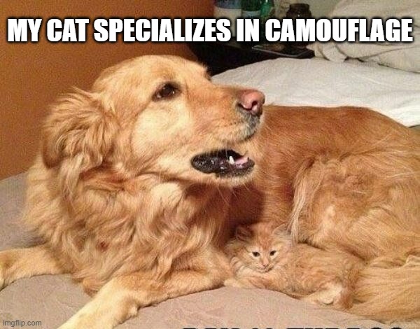 My cat specializes in camouflage.   - funny - | MY CAT SPECIALIZES IN CAMOUFLAGE | image tagged in cats,funny,kittens,humor,camouflage,play on words | made w/ Imgflip meme maker