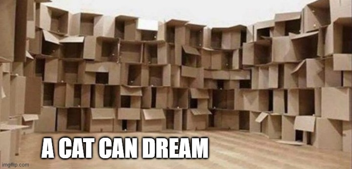 A cat can dream.    - funny - | A CAT CAN DREAM | image tagged in cats,funny,kittens,humor,dreams,boxes | made w/ Imgflip meme maker