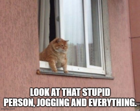 Fat cat watching a person jog and commenting.   - funny - | LOOK AT THAT STUPID PERSON, JOGGING AND EVERYTHING. | image tagged in cats,funny,kittens,humor,jogging,fat cat | made w/ Imgflip meme maker