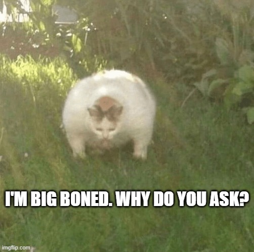 The cat says "I'm big boned, why do you ask."   - funny - | I'M BIG BONED. WHY DO YOU ASK? | image tagged in cats,funny,kitten,humor,fat cat,play on words | made w/ Imgflip meme maker