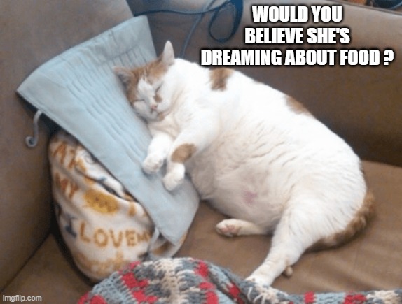 Would you believe that this cat is dreaming about food?   - funny - | WOULD YOU BELIEVE SHE'S DREAMING ABOUT FOOD ? | image tagged in cats,humor,kittens,funny,fat cat,dreaming | made w/ Imgflip meme maker