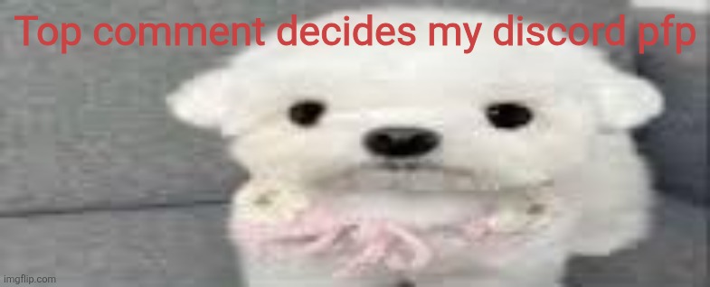 Dog stating | Top comment decides my discord pfp | image tagged in dog stating | made w/ Imgflip meme maker
