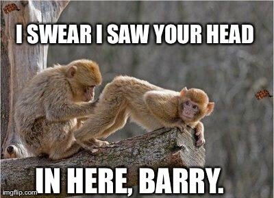 I SWEAR I SAW YOUR HEAD IN HERE, BARRY. | image tagged in monkey booty,scumbag | made w/ Imgflip meme maker