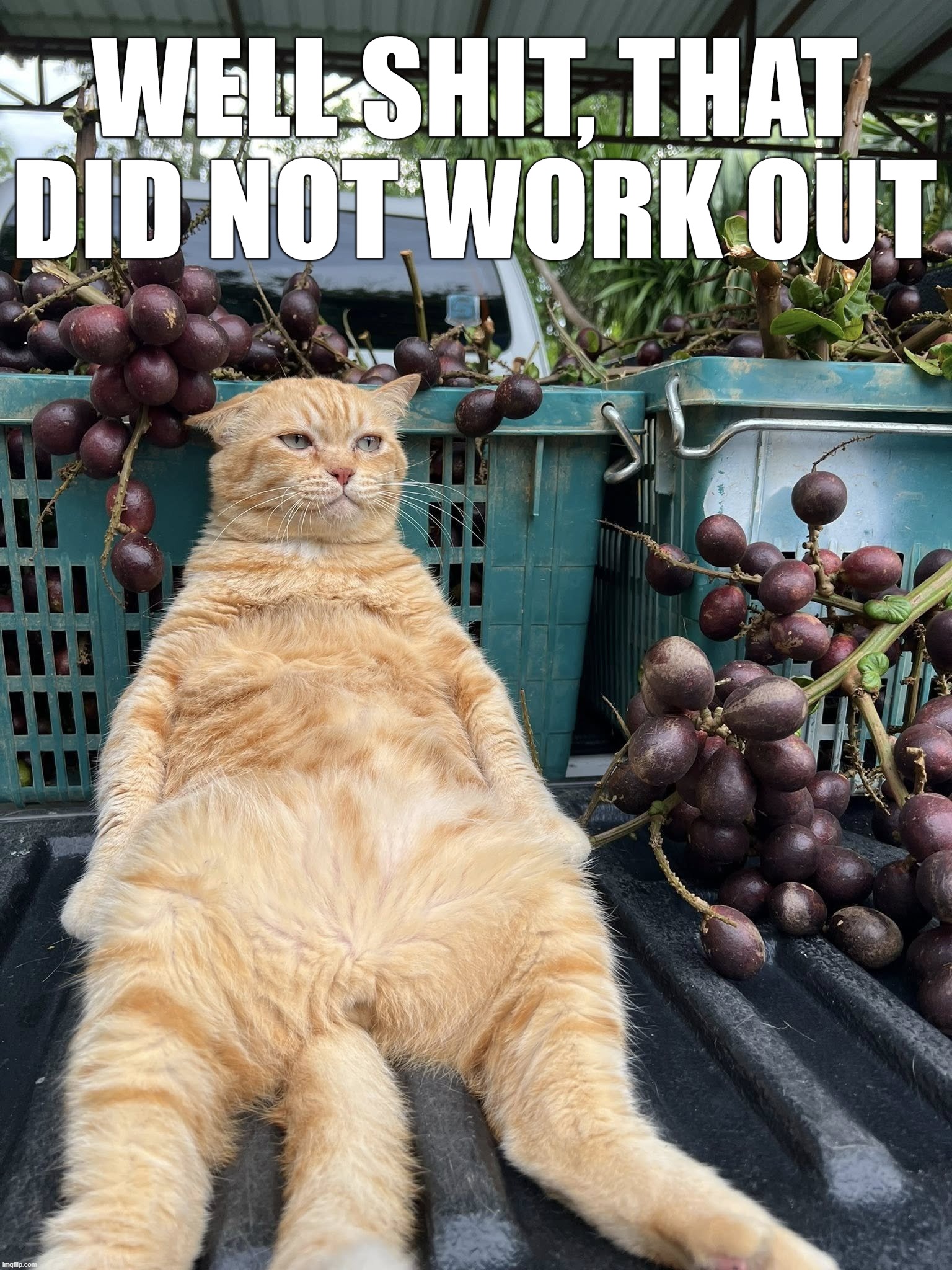 WELL SHIT, THAT DID NOT WORK OUT | image tagged in cat | made w/ Imgflip meme maker