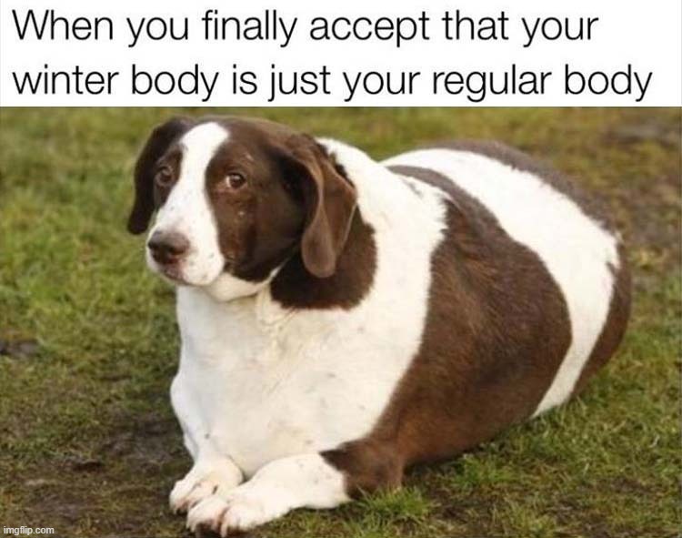 image tagged in dogs | made w/ Imgflip meme maker
