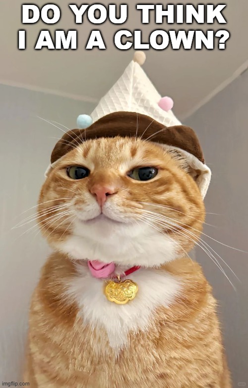 DO YOU THINK I AM A CLOWN? | image tagged in cats | made w/ Imgflip meme maker