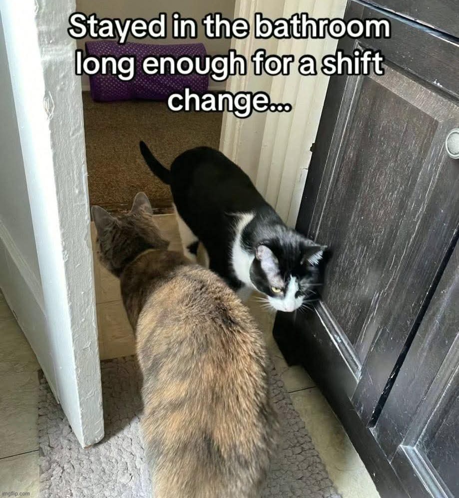 image tagged in cats | made w/ Imgflip meme maker
