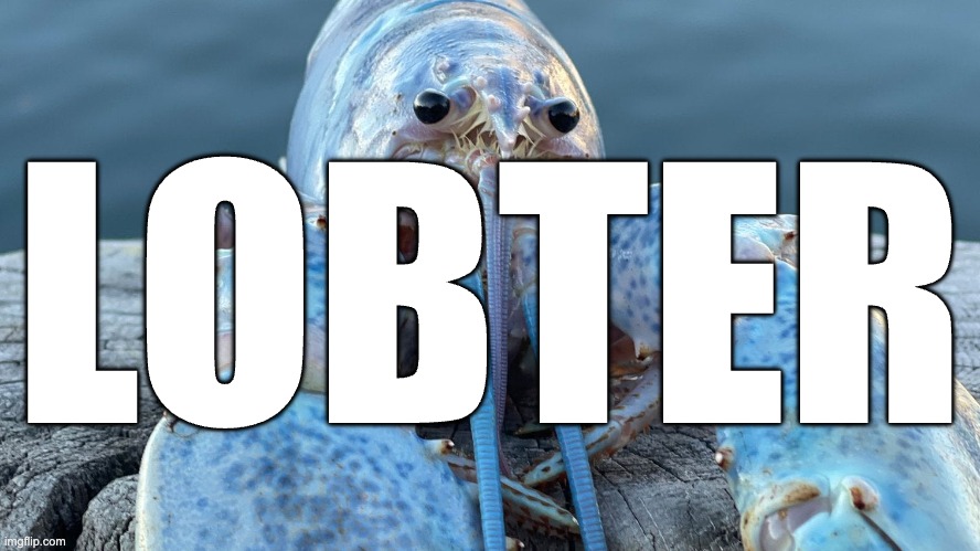 i set the font size to 500 | LOBTER | image tagged in blue lobster | made w/ Imgflip meme maker