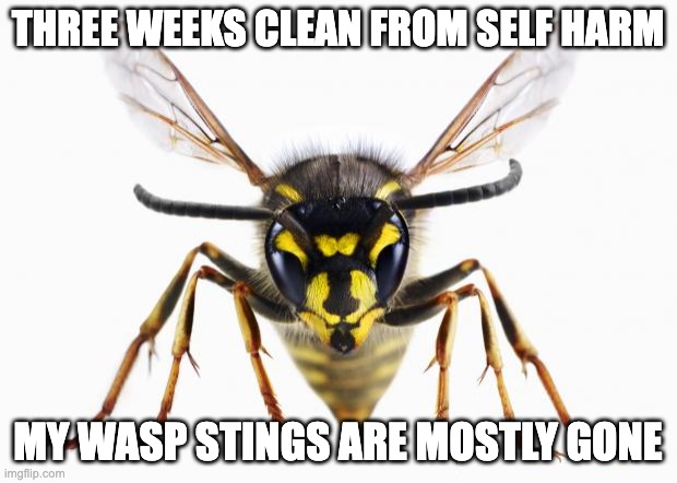 the wasps are now my friends | THREE WEEKS CLEAN FROM SELF HARM; MY WASP STINGS ARE MOSTLY GONE | image tagged in scumbag wasp | made w/ Imgflip meme maker