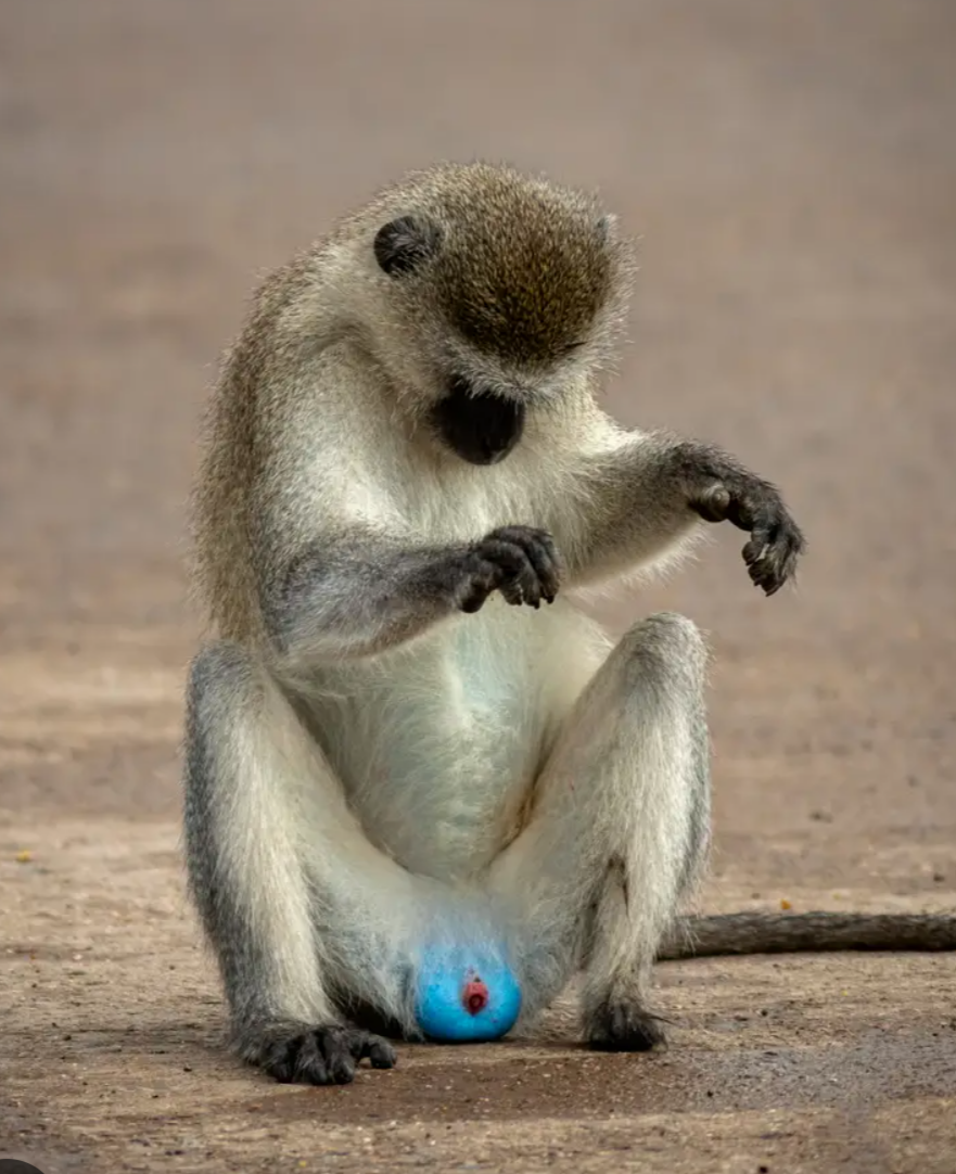 Blue balls Blank Meme Template