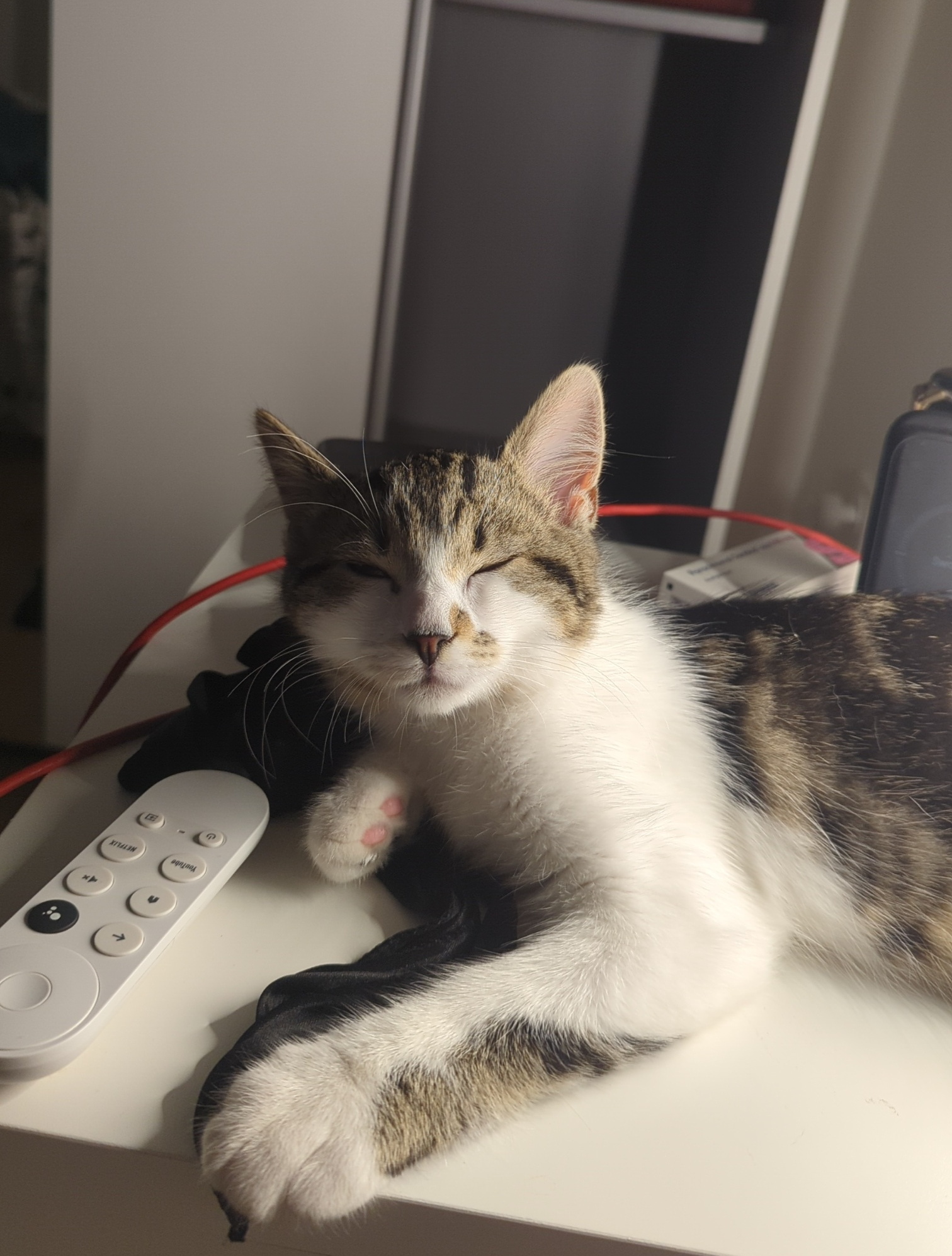 Tired cat Blank Meme Template