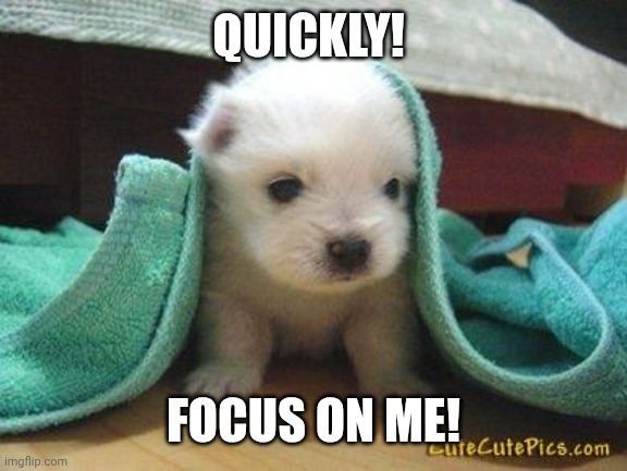 Cute puppy | QUICKLY! FOCUS ON ME! | image tagged in cute puppy | made w/ Imgflip meme maker