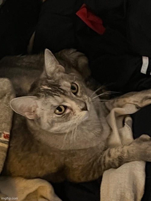 kitty :33333 | image tagged in cat,uhhh idk cat,look a cat,meow | made w/ Imgflip meme maker