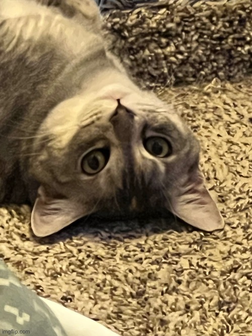 more cat | made w/ Imgflip meme maker