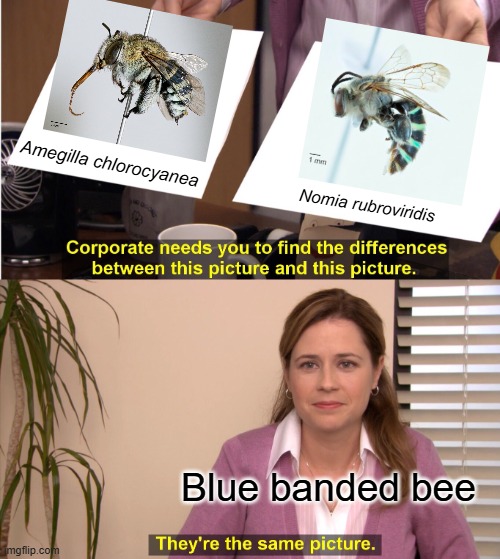 The importance of taxonomy and "blue banded bees" | Amegilla chlorocyanea; Nomia rubroviridis; Blue banded bee | image tagged in memes,they're the same picture | made w/ Imgflip meme maker