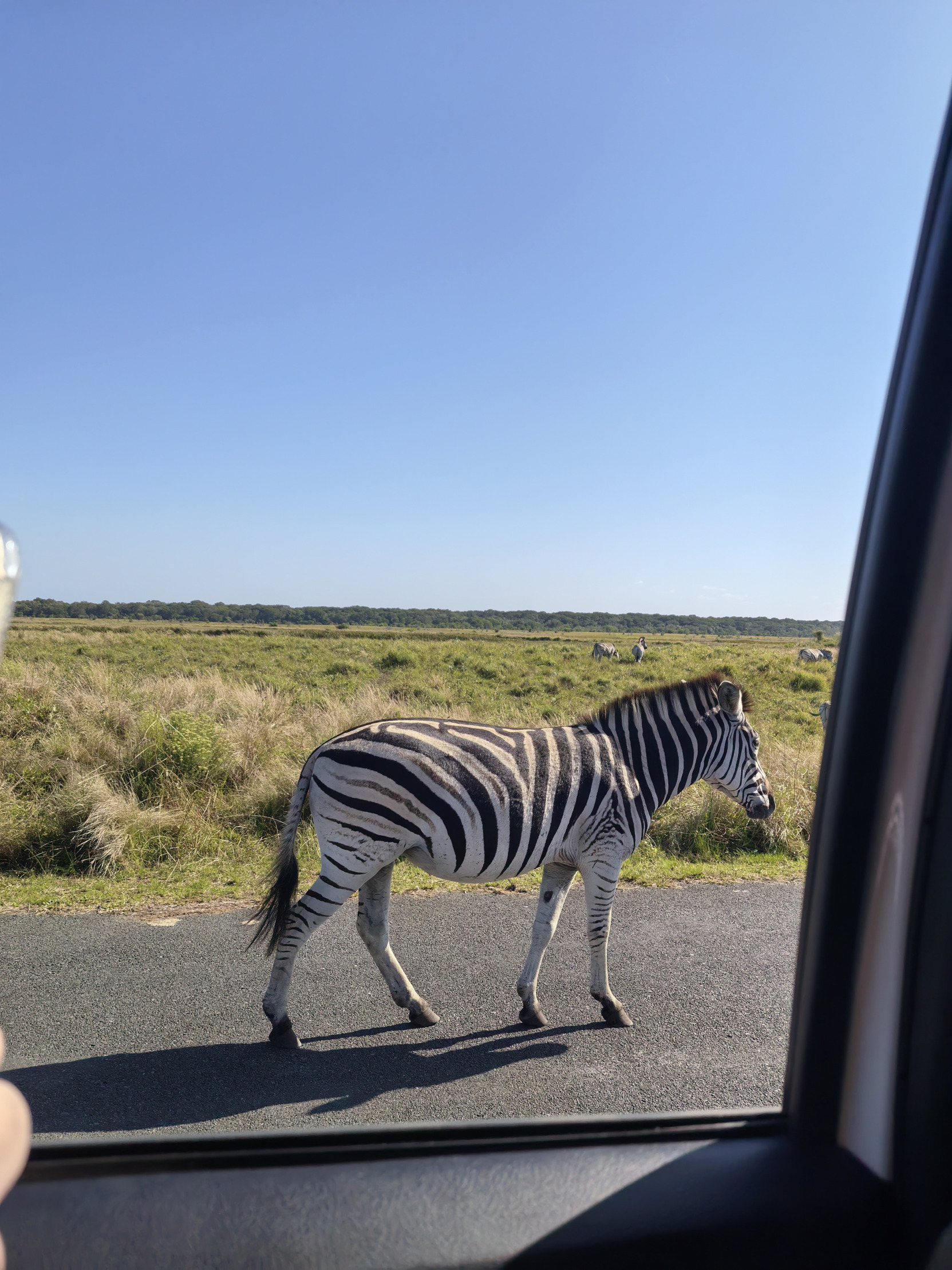 Funny zebra Blank Meme Template