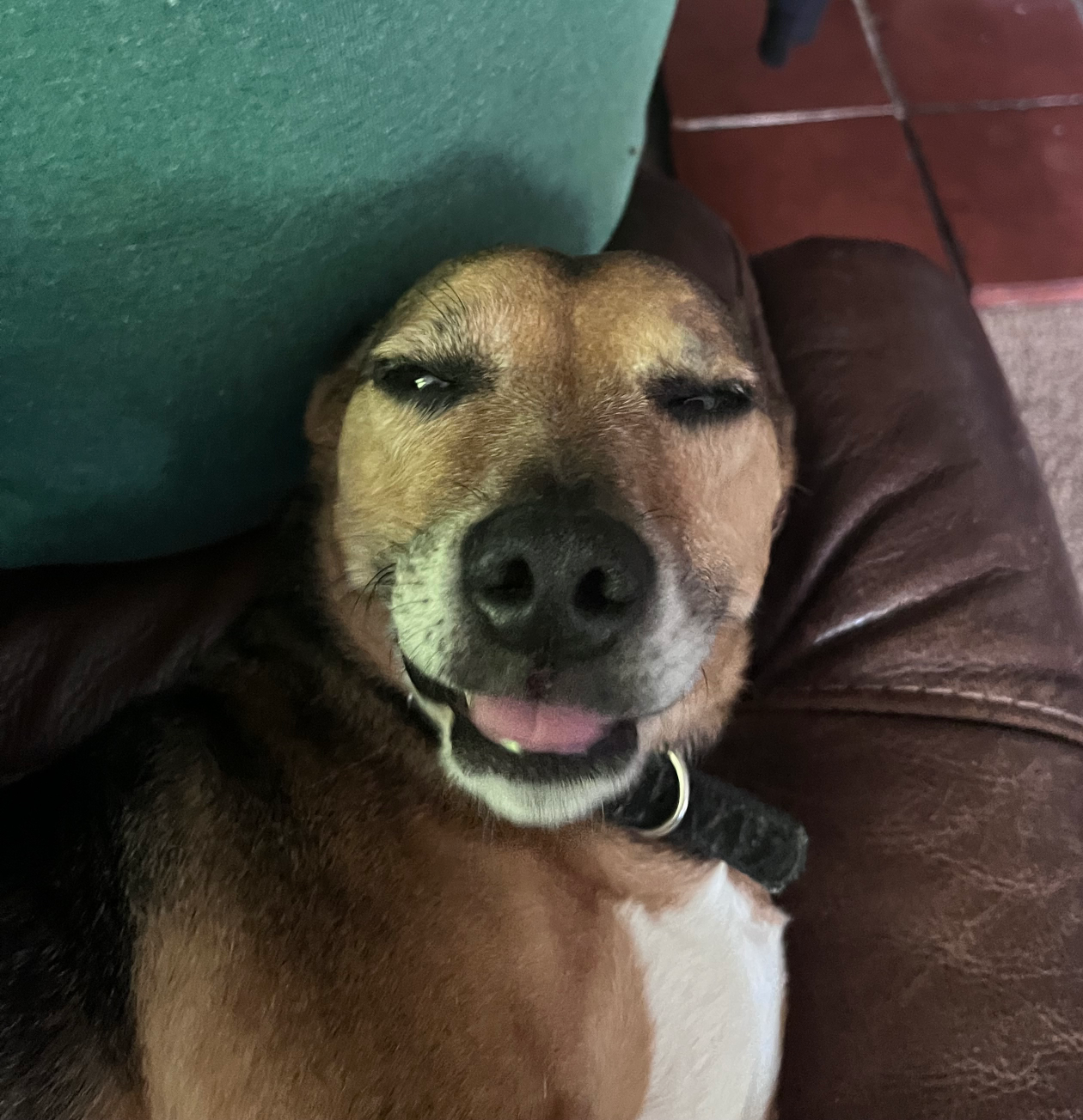 Chopped ahh dog Blank Meme Template