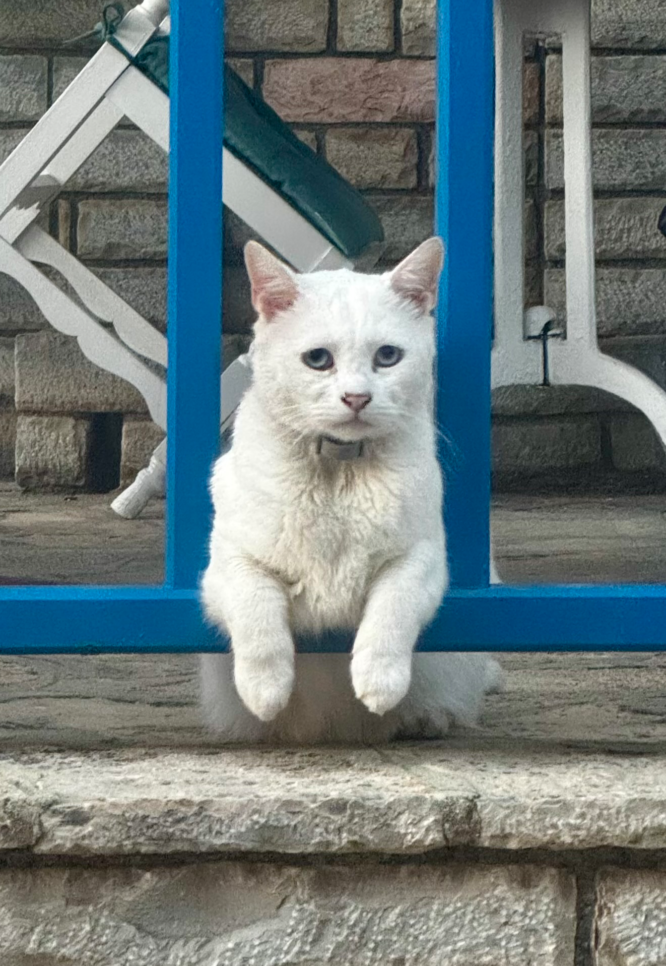 bosscat Blank Meme Template