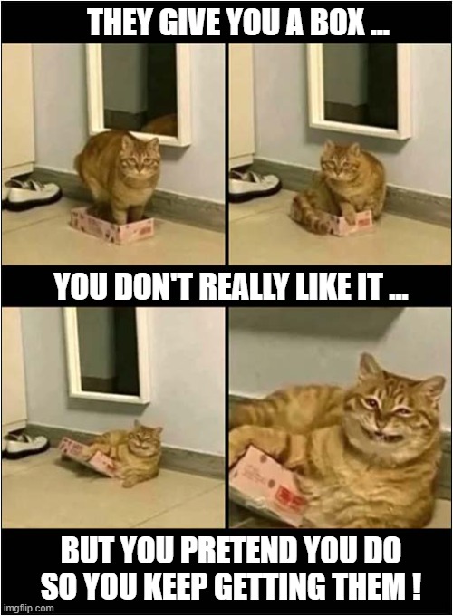 Box Etiquette | THEY GIVE YOU A BOX ... YOU DON'T REALLY LIKE IT ... BUT YOU PRETEND YOU DO
SO YOU KEEP GETTING THEM ! | image tagged in cats,boxes,etiquette | made w/ Imgflip meme maker