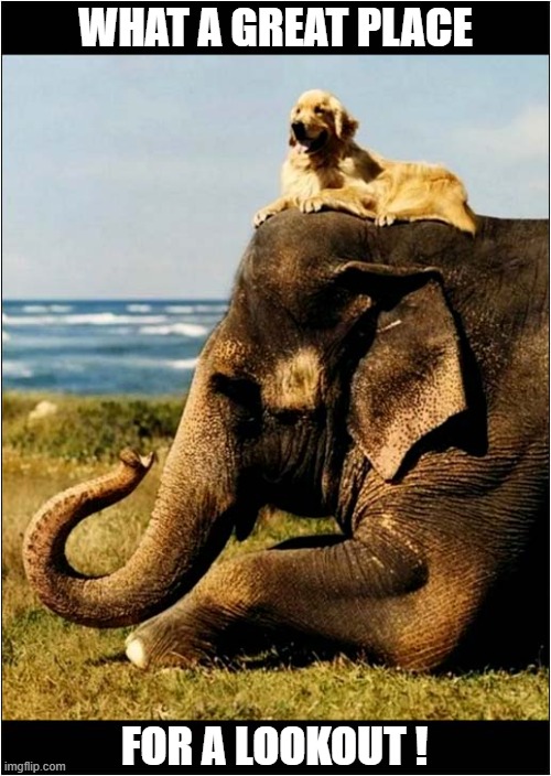A Dog Lookout On Safari ! | WHAT A GREAT PLACE; FOR A LOOKOUT ! | image tagged in dogs,safari,elephant,lookout | made w/ Imgflip meme maker