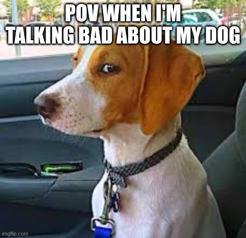 pov my dog | POV WHEN I'M TALKING BAD ABOUT MY DOG | made w/ Imgflip meme maker
