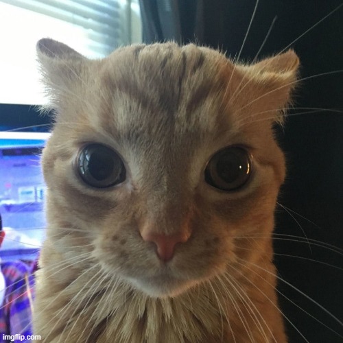 it's cat day guys :3 | image tagged in silly orange cat | made w/ Imgflip meme maker