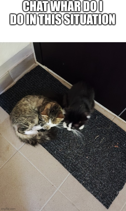 CHAT WHAR DO I DO IN THIS SITUATION | made w/ Imgflip meme maker