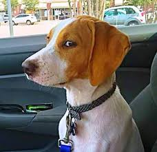 dog side eye Blank Meme Template