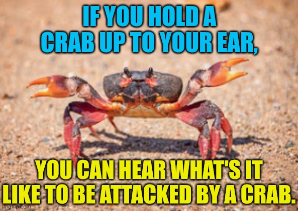 Holding a crab | IF YOU HOLD A CRAB UP TO YOUR EAR, YOU CAN HEAR WHAT'S IT LIKE TO BE ATTACKED BY A CRAB. | image tagged in crabs | made w/ Imgflip meme maker