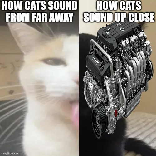 I have two sides | HOW CATS SOUND FROM FAR AWAY; HOW CATS SOUND UP CLOSE | image tagged in i have two sides | made w/ Imgflip meme maker