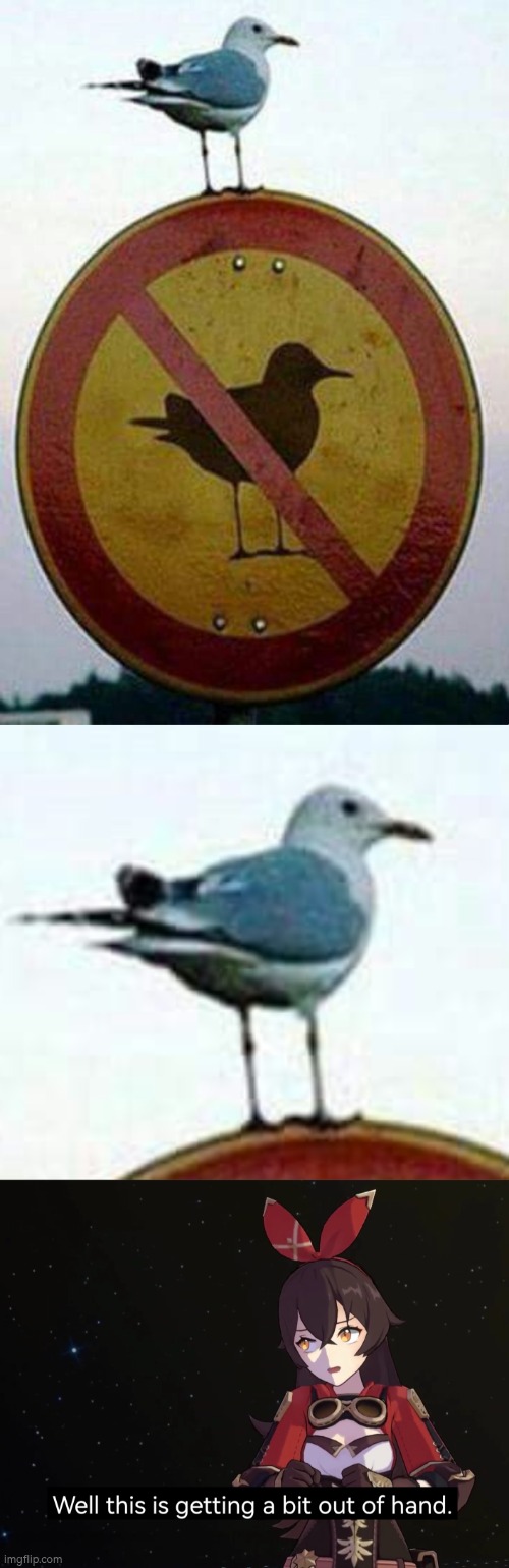 Either that seagull can't read, or he just don't give a f**k. | image tagged in sign,seagull | made w/ Imgflip meme maker