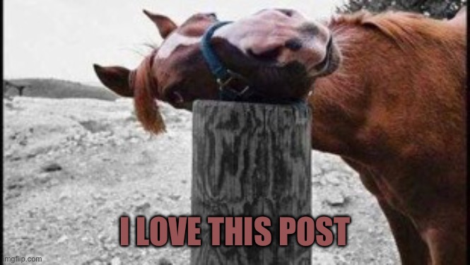 Horse loves post | I LOVE THIS POST | image tagged in horse loves post | made w/ Imgflip meme maker