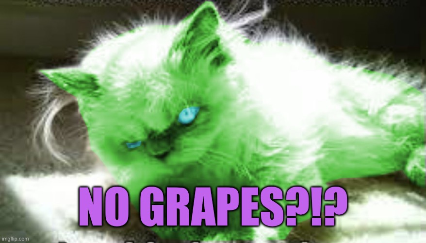 mad raycat | NO GRAPES?!? | image tagged in mad raycat | made w/ Imgflip meme maker