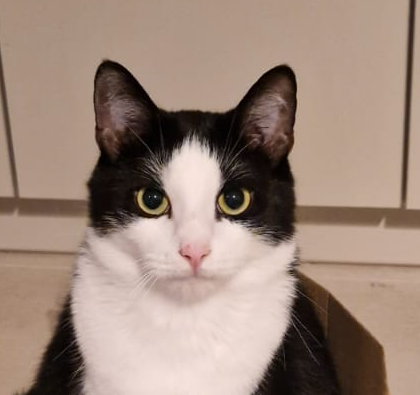 Serious Cat Blank Meme Template