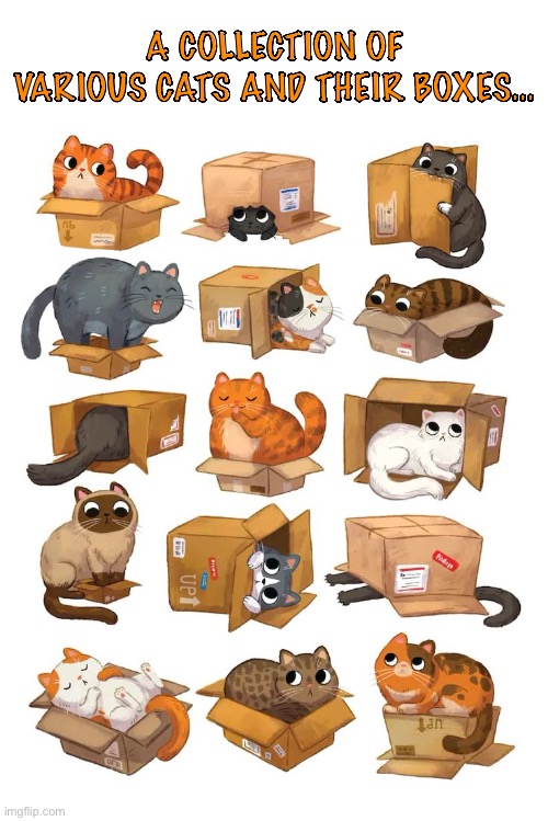 All shapes and sizes… | A COLLECTION OF VARIOUS CATS AND THEIR BOXES… | image tagged in cats,boxes | made w/ Imgflip meme maker