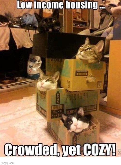 They’re also mobile… | image tagged in cats,boxes,low income housing,crowded but cozy | made w/ Imgflip meme maker