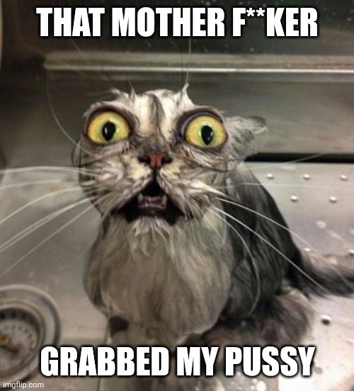 Astonished Wet Cat | THAT MOTHER F**KER GRABBED MY PUSSY | image tagged in astonished wet cat | made w/ Imgflip meme maker