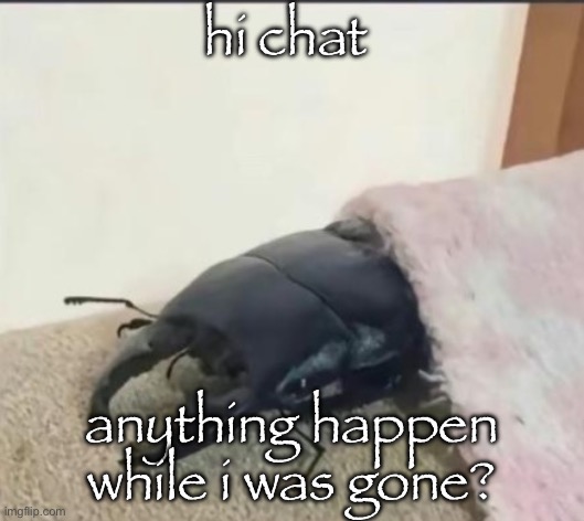 beetle | hi chat; anything happen while i was gone? | image tagged in beetle | made w/ Imgflip meme maker