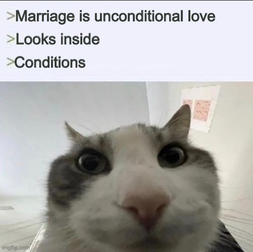 Cat looks inside | Marriage is unconditional love; Looks inside; Conditions | image tagged in cat looks inside | made w/ Imgflip meme maker
