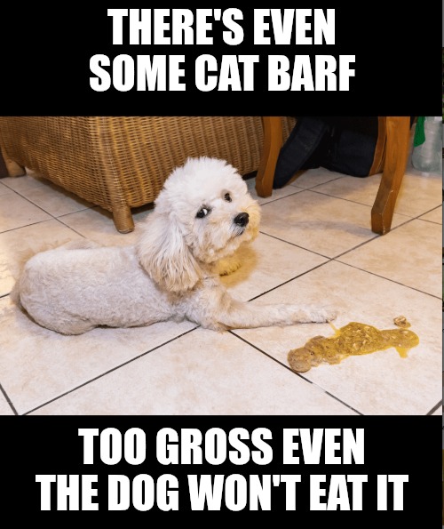 THERE'S EVEN SOME CAT BARF TOO GROSS EVEN THE DOG WON'T EAT IT | made w/ Imgflip meme maker