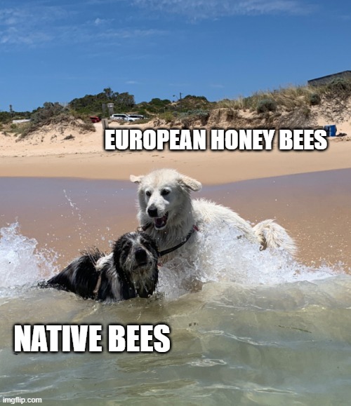 Dog dunked | EUROPEAN HONEY BEES; NATIVE BEES | image tagged in dog dunked | made w/ Imgflip meme maker