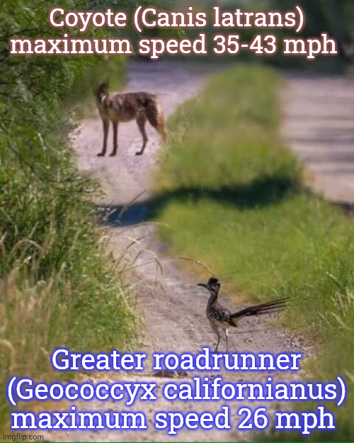 If a roadrunner actually were threatened by a coyote, it would simply fly away. | Coyote (Canis latrans) maximum speed 35-43 mph; Greater roadrunner (Geococcyx californianus) maximum speed 26 mph | image tagged in coyote roadrunner,who would win,comparison table,cartoon logic,funny animals | made w/ Imgflip meme maker