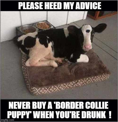 Buyers Regret ? | PLEASE HEED MY ADVICE; NEVER BUY A 'BORDER COLLIE 
PUPPY' WHEN YOU'RE DRUNK  ! | image tagged in advice,buyers regret,calf | made w/ Imgflip meme maker