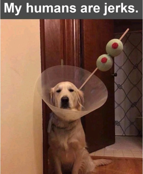 K9 Cocktail | made w/ Imgflip meme maker