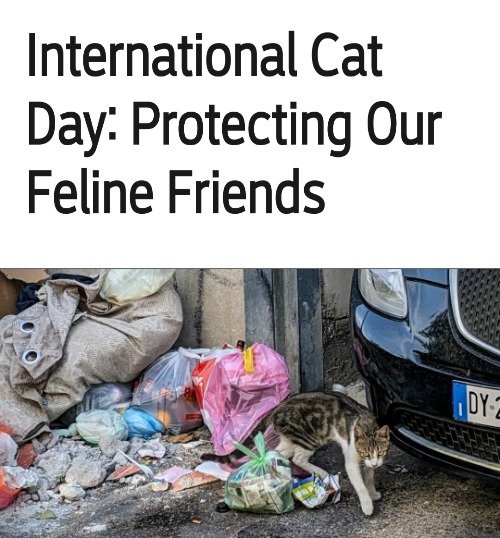August 8th Was International Cat Day | made w/ Imgflip meme maker