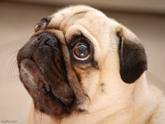 Pug :3 | made w/ Imgflip meme maker