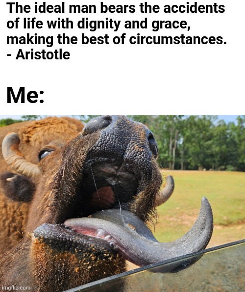The ideal man bears the accidents
of life with dignity and grace,
making the best of circumstances.
- Aristotle; Me: | image tagged in memes,dignity,aristotle | made w/ Imgflip meme maker